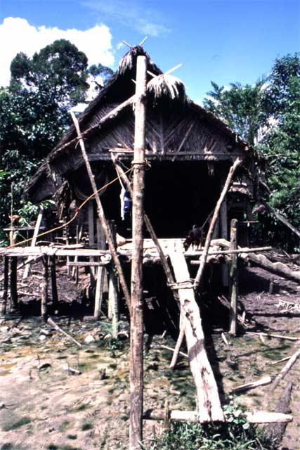 Traditional mentawai house. Siberut island. Sumatra,  Indonesia.