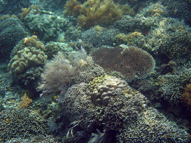Diving around Bunaken island, Alban dive site. Sulawesi,  Indonesia.