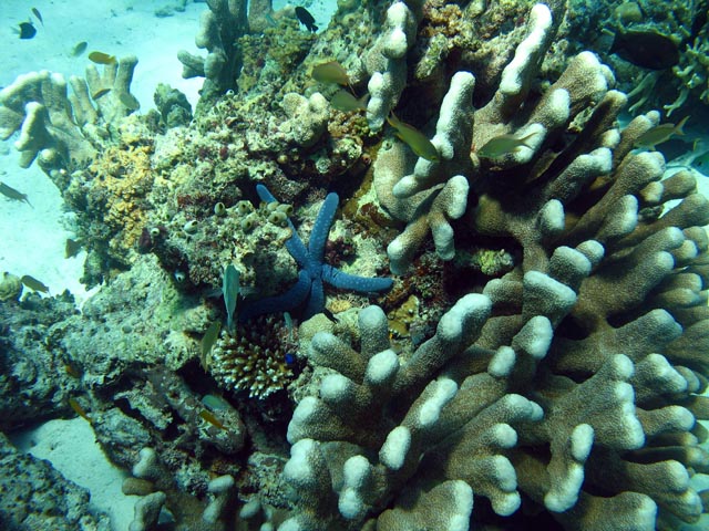 Diving around Togian islands, Kadidiri, Dominic Rock dive site. Sulawesi,  Indonesia.