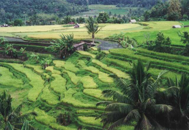 Rice fields near Bukittinggi town. Sumatra,  Indonesia.