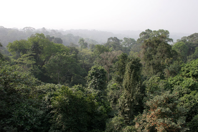 The Korup National Park is in western Cameroon against the Nigerian border. It has 1259 sq km of tropical rainforest known for its high biological diversity, including more than 50 species of large mammals. Cameroon.