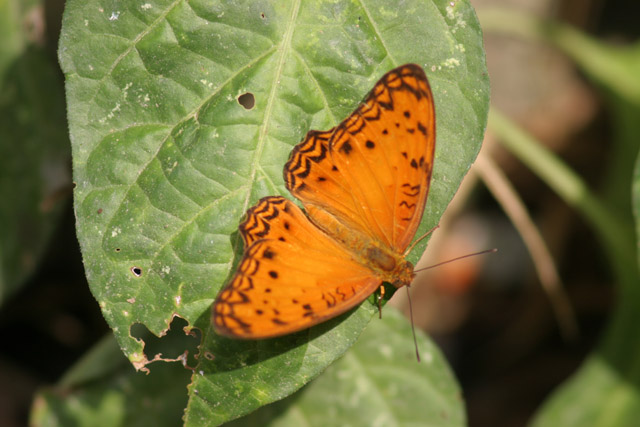 Butterfly, Korup National Park. Cameroon.