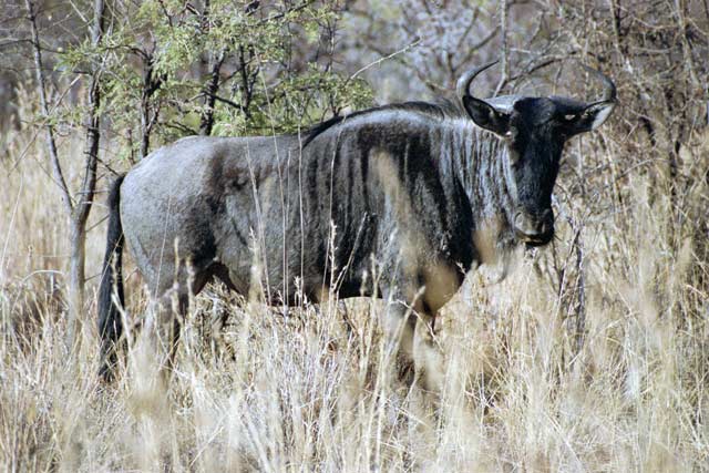 Blue wildebeest, Pilansberg National Park. South Africa.