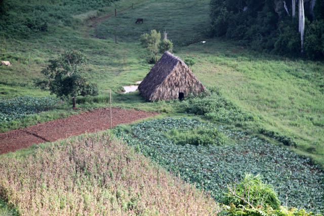 Tobacco farm, Vinales valley (Valle de Vinales). Cuba.