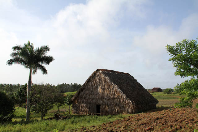 House where tobacco is dried, tobacco farm, Vinales valley (Valle de Vinales). Cuba.