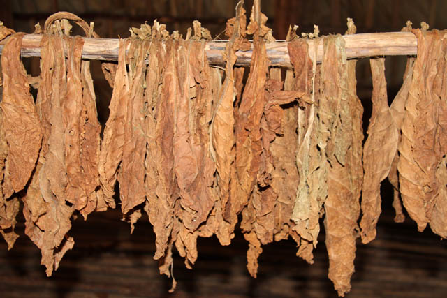 Tobacco drying, tobacco farm, Vinales valley (Valle de Vinales). Cuba.