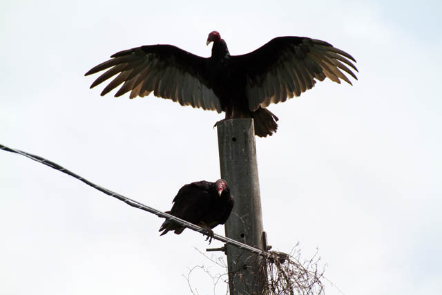 Vultures, Vinales valley (Valle de Vinales). Cuba.