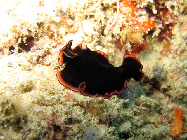 Flatworm. Raja Ampat. Papua,  Indonesia.
