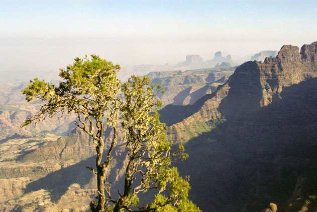 Simien mountains. Around Sankaber camp. North,  Ethiopia.